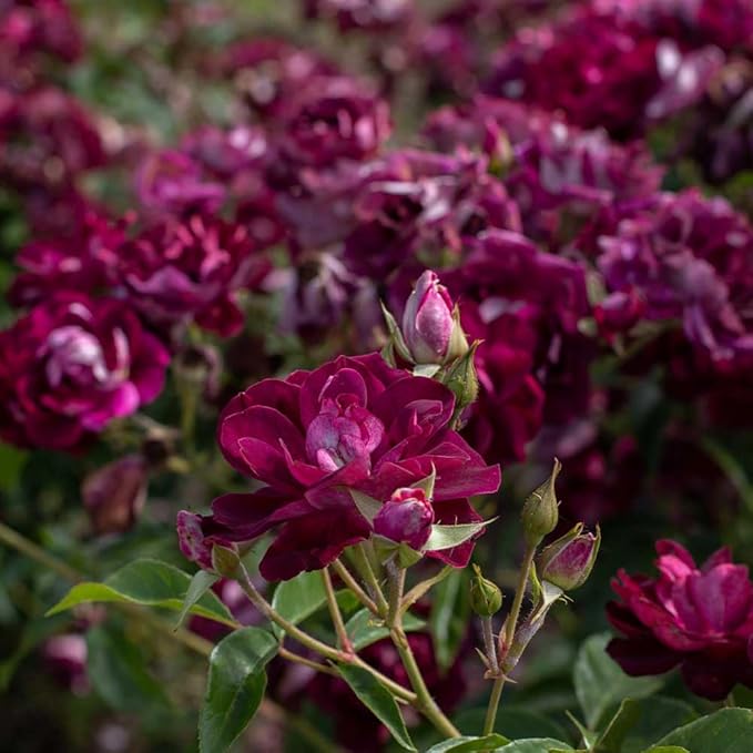 Burgundy Rose flower seeds