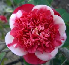 Burgundy and White Camellia Blooms with Glossy Green Leaves