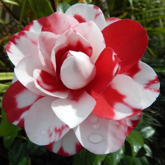 Burgundy and White Camellia Blooms with Glossy Green Leaves