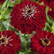 Burgundy Zinnia Elegans flowers blooming in a sunny home garden
