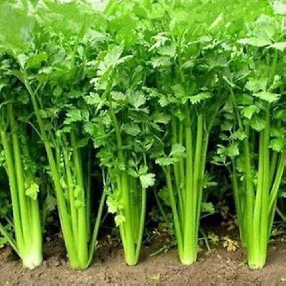 Coriander Herb Seeds for Planting – Heirloom Non-GMO Garden Seeds