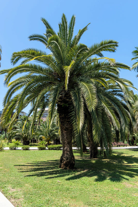 Coco Palm Butia capitata Tree Seeds for Planting – Heirloom Non-GMO Garden Seeds