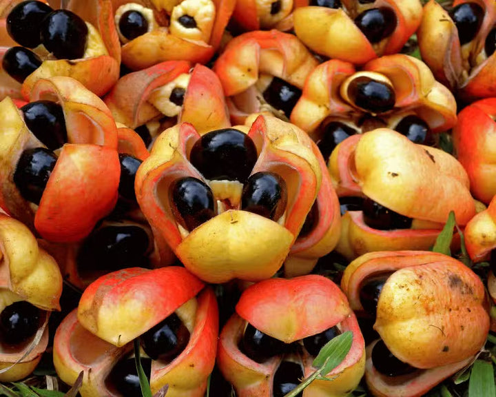 Butter Ackee fruit tree with glossy green foliage and distinctive red fruit pods growing in a tropical garden.