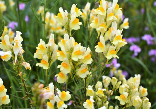 Butter and Eggs Toadflax Flower Seeds for Planting – Heirloom Non-GMO Garden Seeds