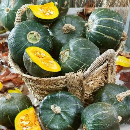 Buttercup Burgess Winter Squash Seeds for Planting
