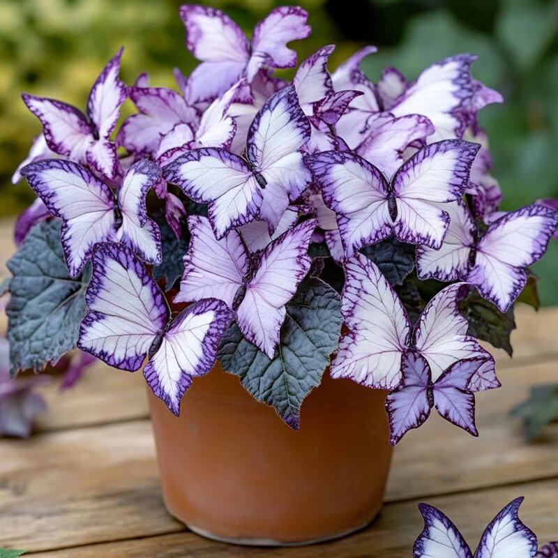 Moonlight Butterfly Begonia flower with purple and white ornamental blooms and decorative green foliage, suitable for shaded gardens and sheltered patios.