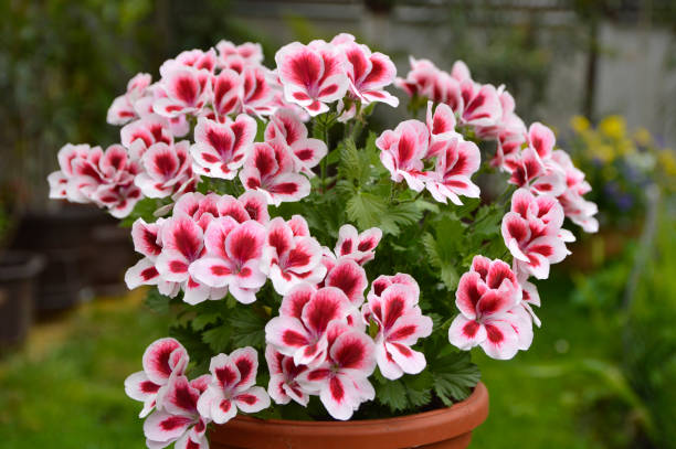 Ruby Moonlight Butterfly Begonia seed packet and ornamental begonia plant in a garden setting, showcasing decorative foliage and delicate flowers.