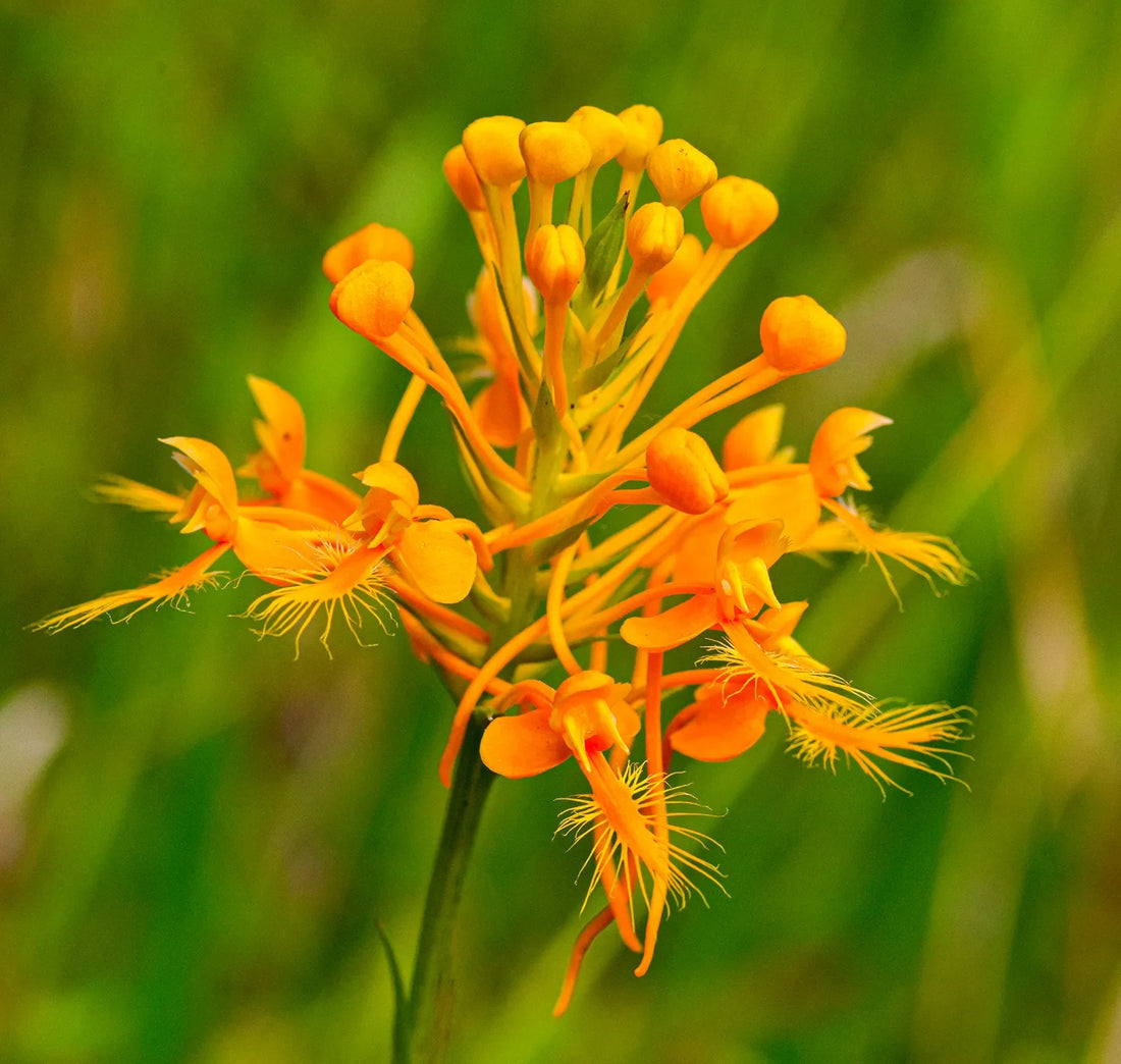 Butterfly Orchid flower seeds