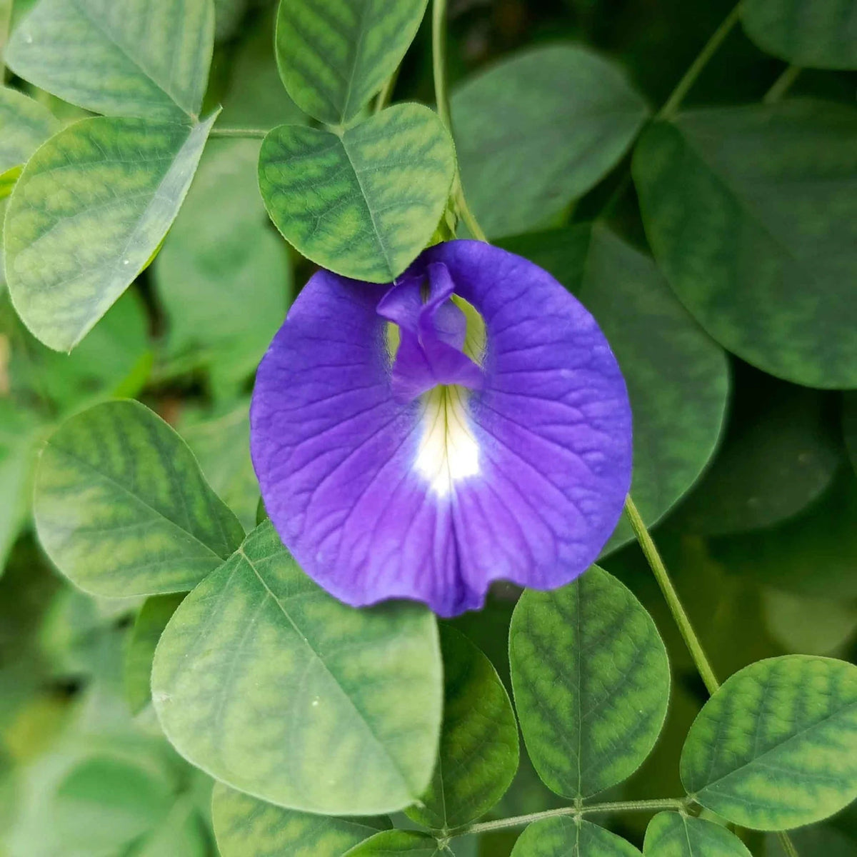 Blue Butterfly Pea plant