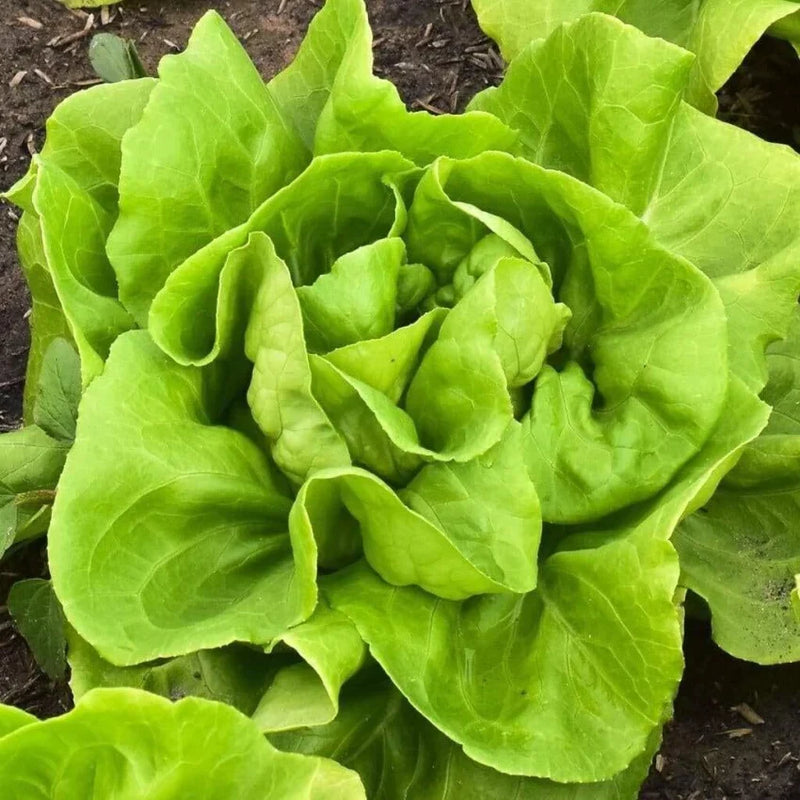 Butterhead Lettuce Seeds for Planting – Heirloom Non-GMO Garden Seeds