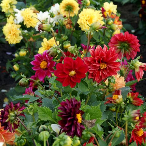 Color Neriifolia flower seeds