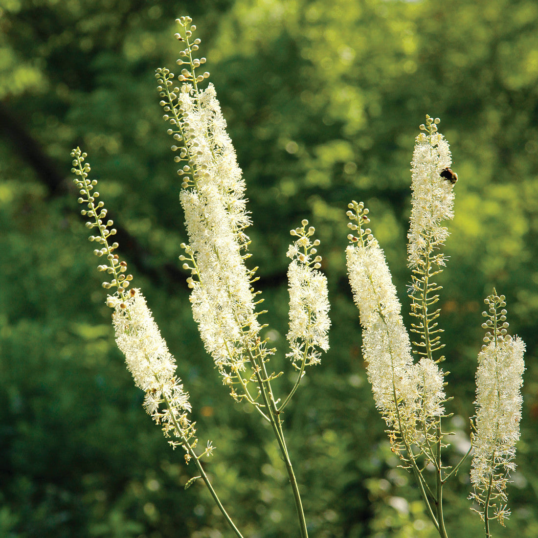 White Cohosh flower seeds