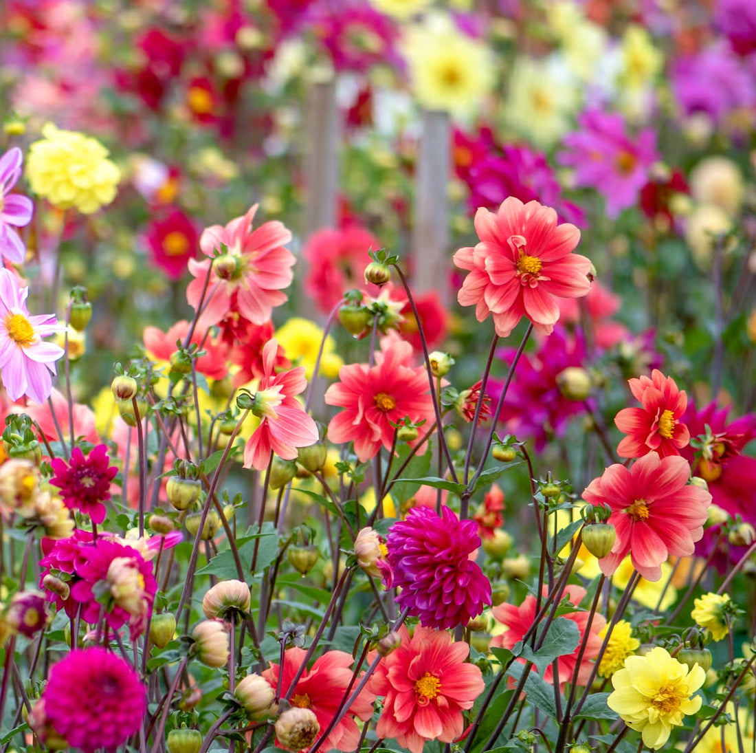 Dahlia Opera flower seeds