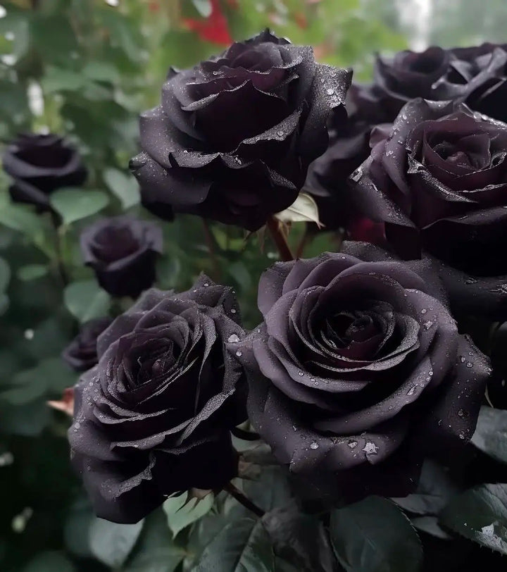 Black Rose flower seeds