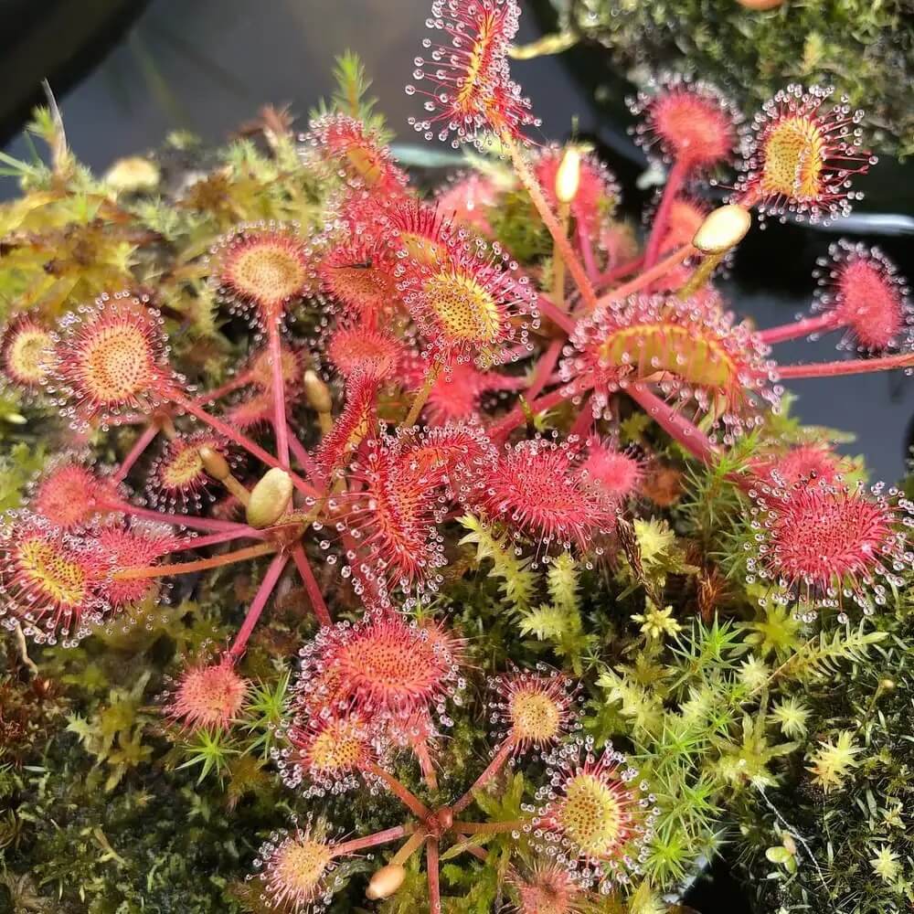 Round-Leaved Sundew plant