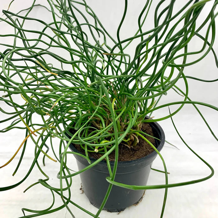 Green Corkscrew flower seeds