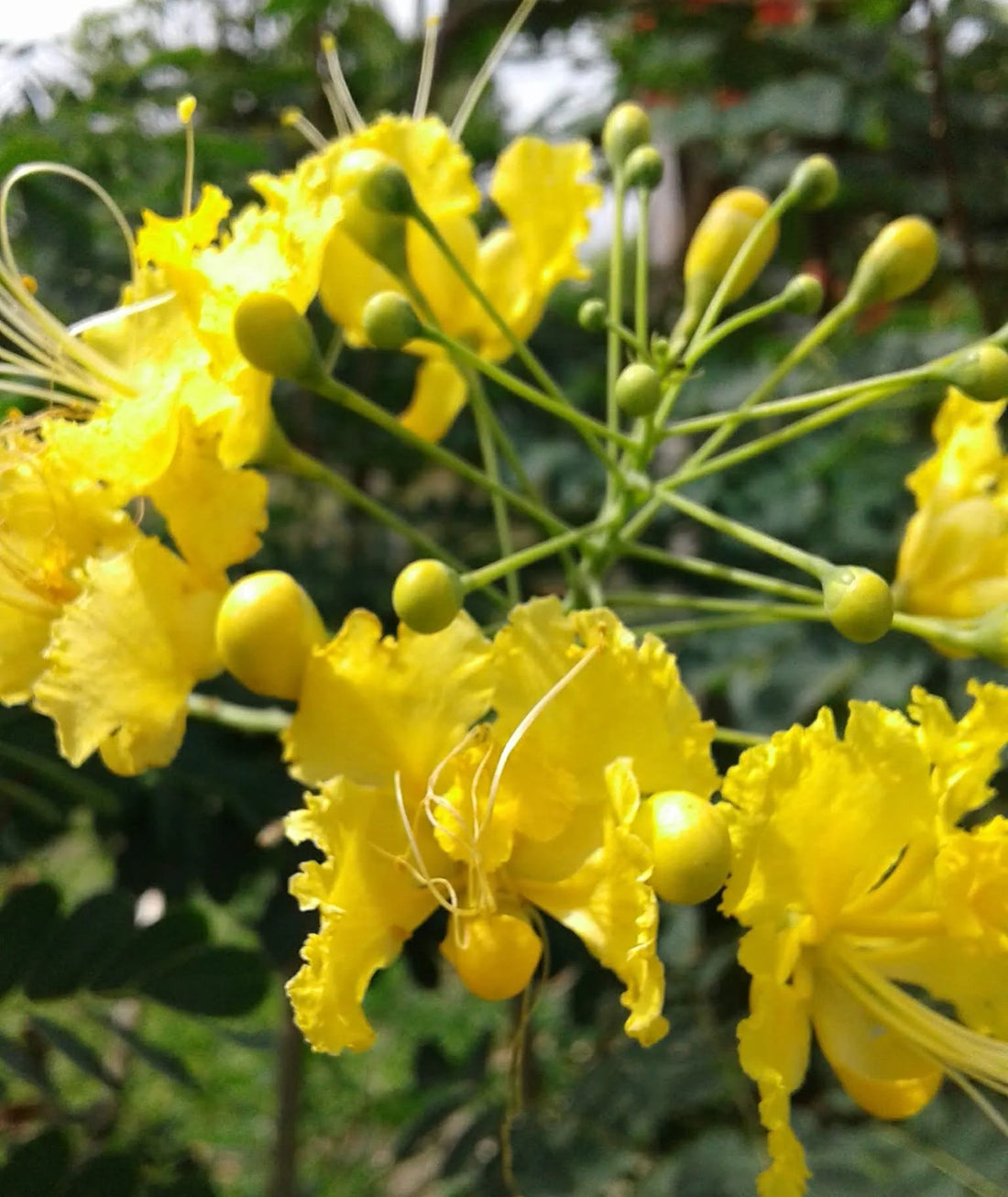 Yellow Caesalpinia flower seeds