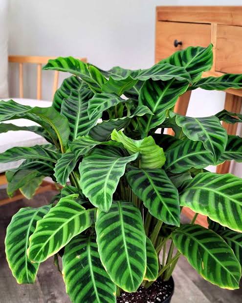 Green Calathea plant seeds for planting with lush tropical foliage