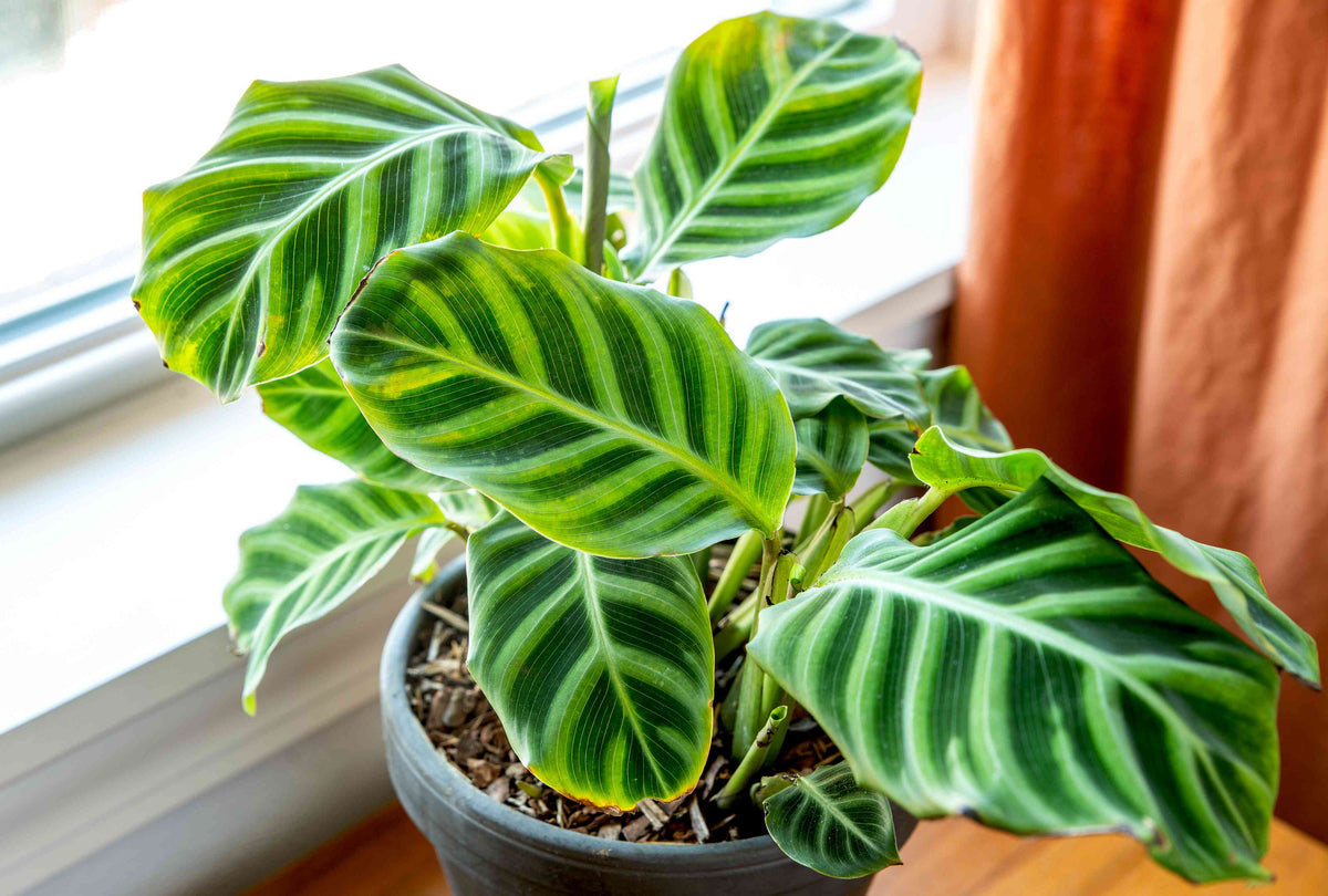 Green Calathea plant seeds for planting with lush tropical foliage
