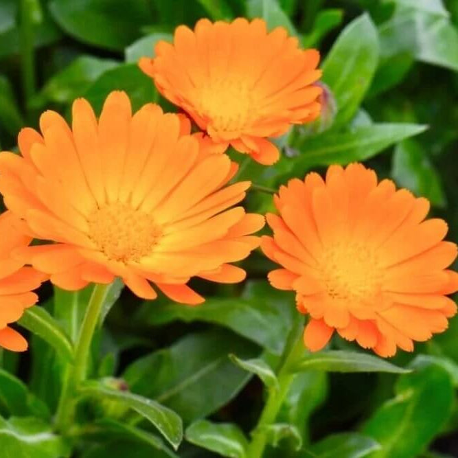 Calendula plant