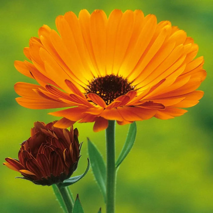 Calendula Officinalis flower seeds