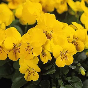Yellow Calibrachoa flower seeds