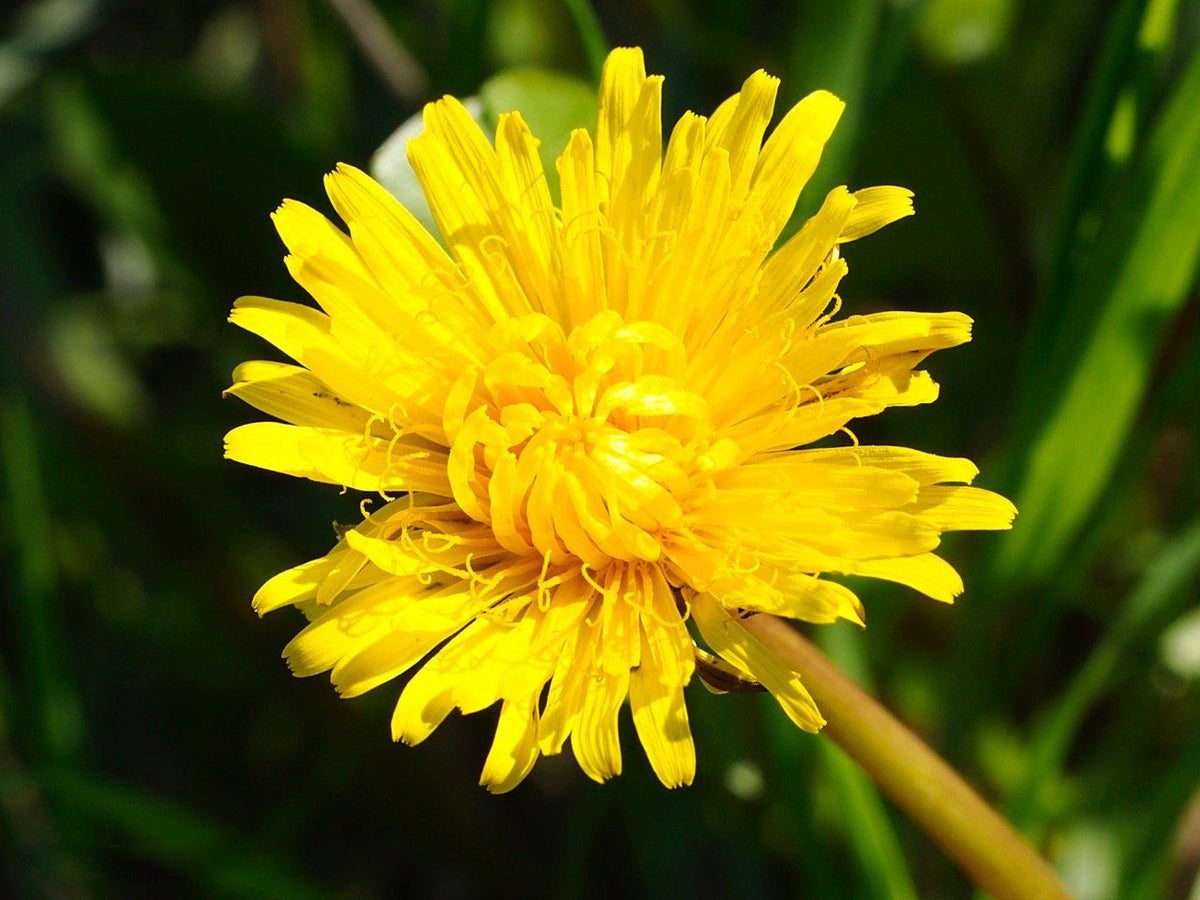California Dandelion (Taraxacum californicum) native wildflower with yellow flower heads and green basal foliage.