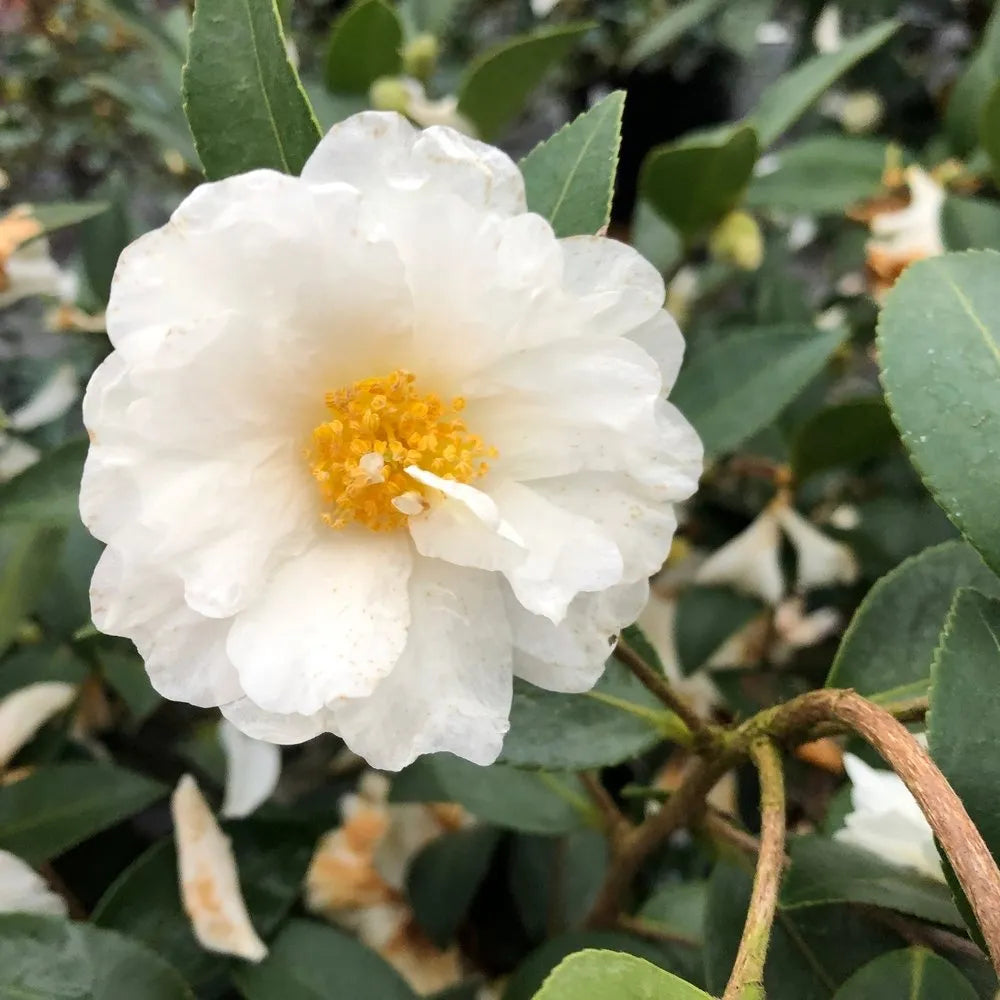 Camellia flower seeds