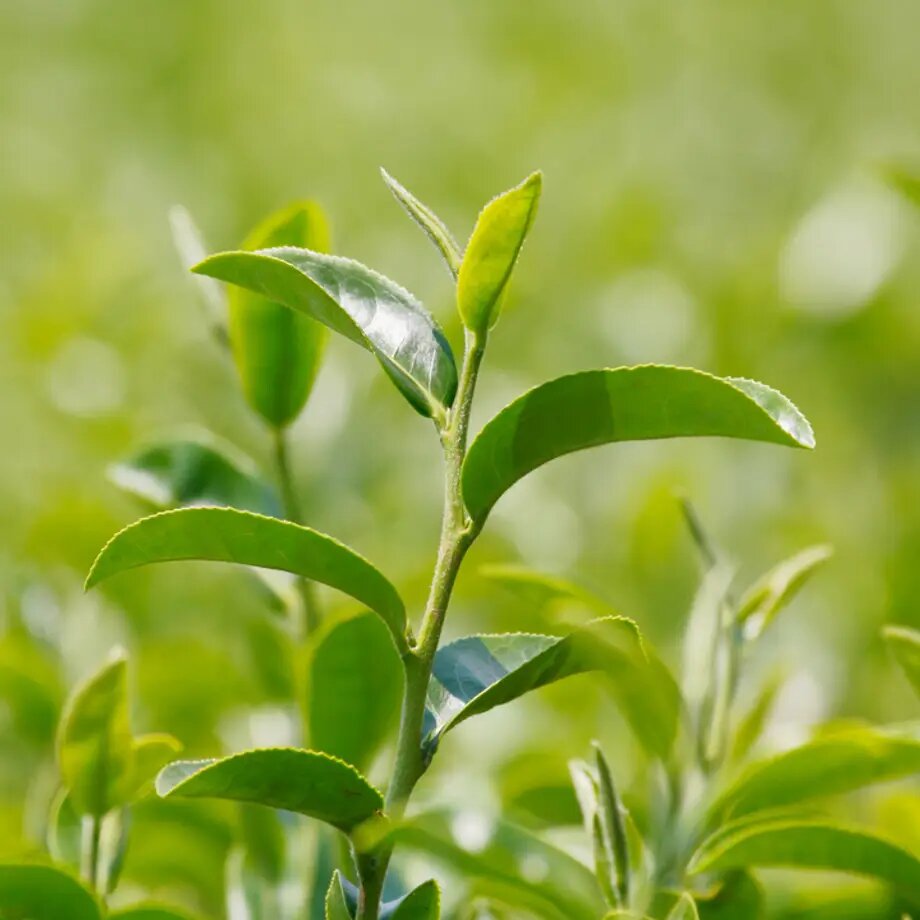Tea Plant Seeds for Planting – Camellia sinensis Garden Seeds