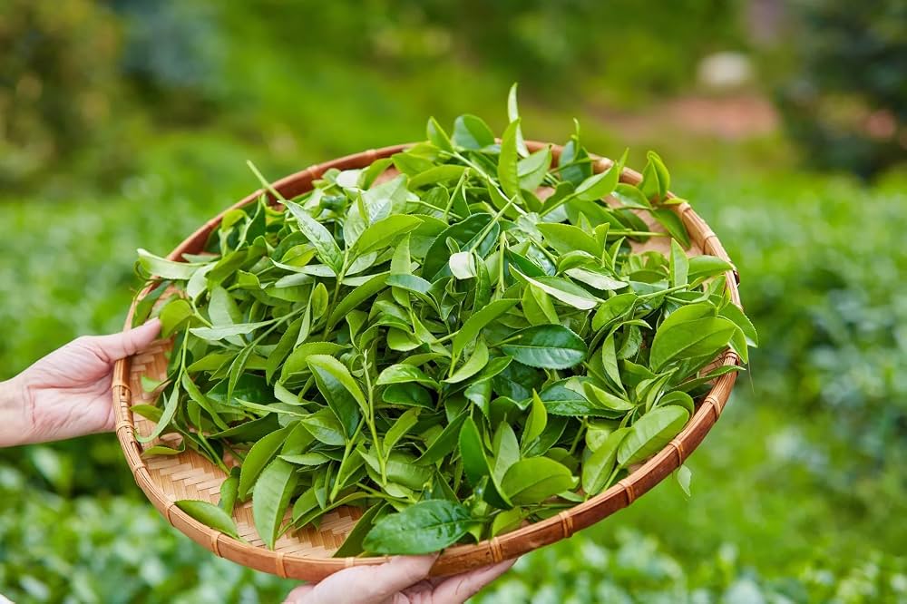 Black tea plant (Camellia sinensis) growing with glossy green leaves in a home garden