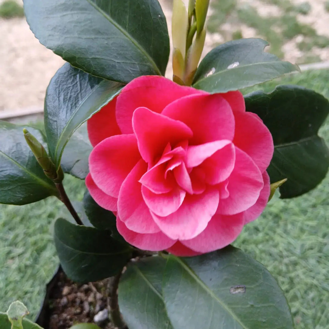 Camellia flower seeds