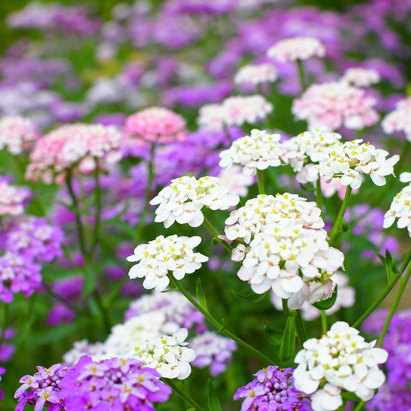 Purple Pink flower seeds