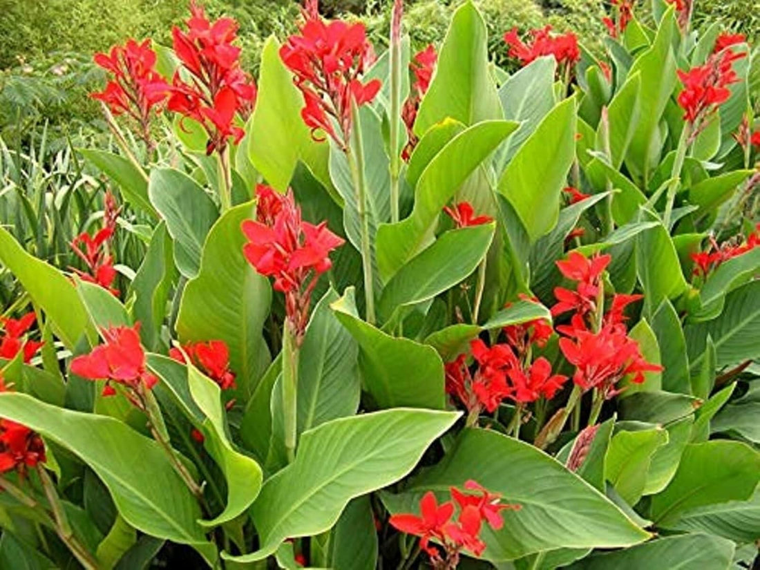 Indica flower seeds