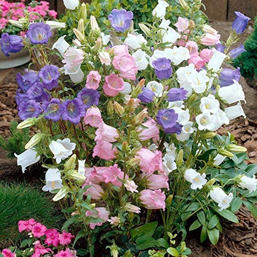 Canterbury Bells flower seeds