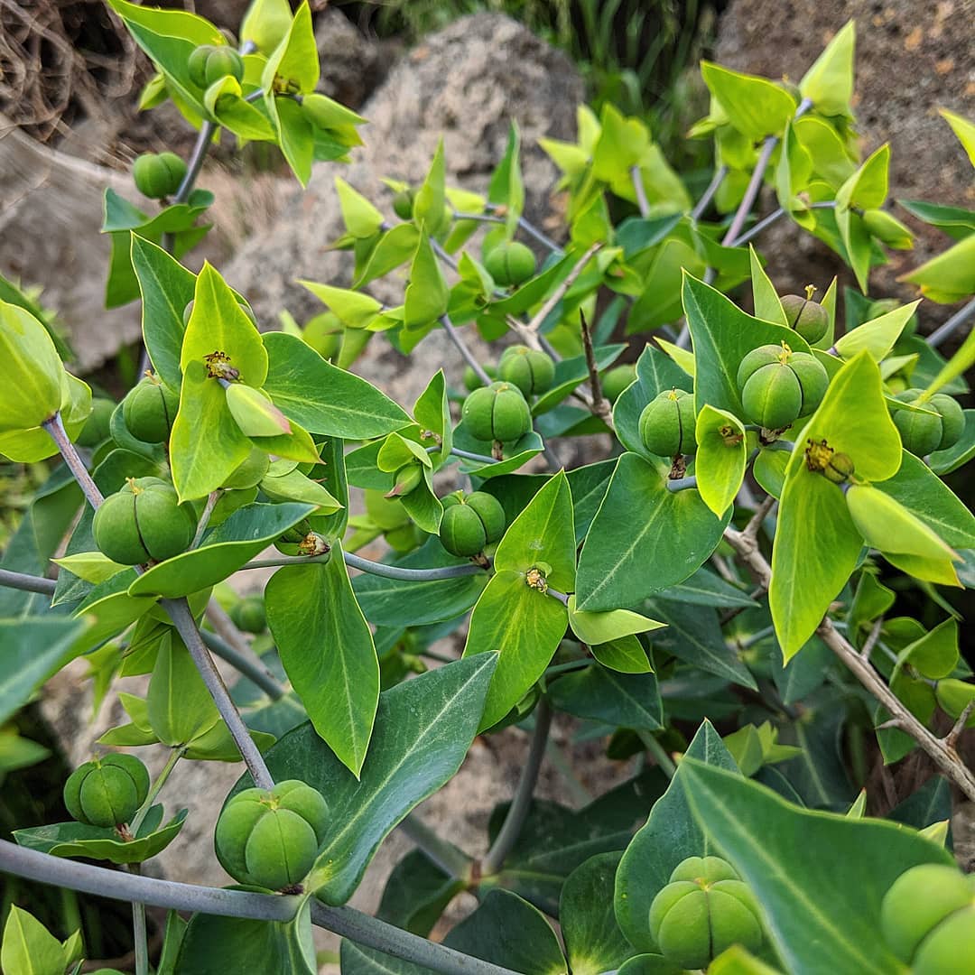 Lathyris flower seeds