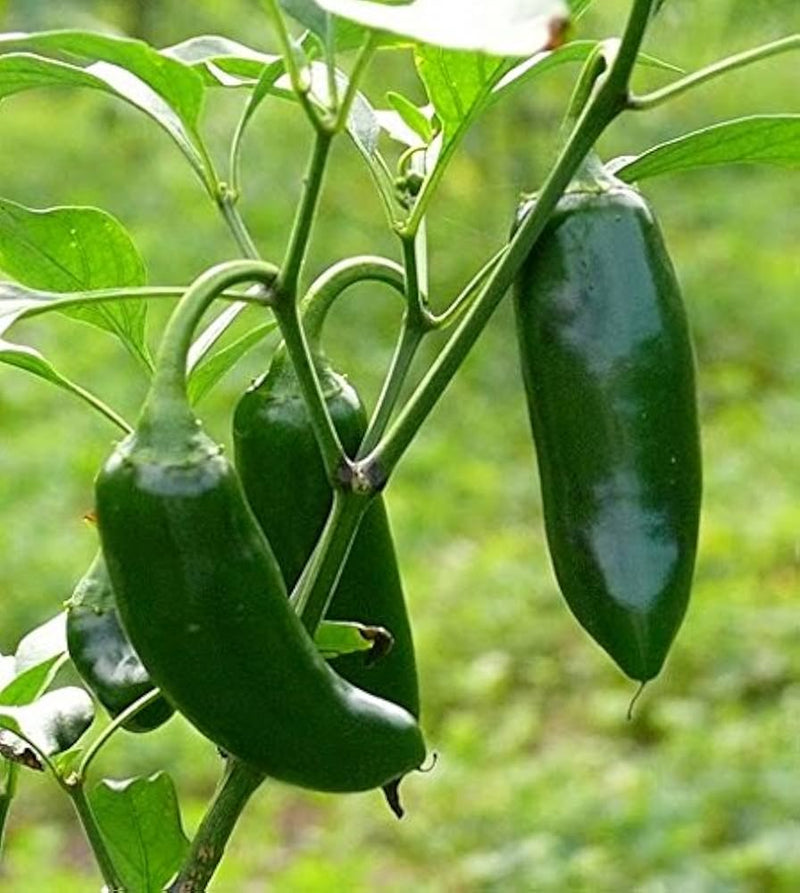 Hybrid Jalapeno Pepper Vegetable Seeds for Planting – Heirloom Non-GMO Garden Seeds