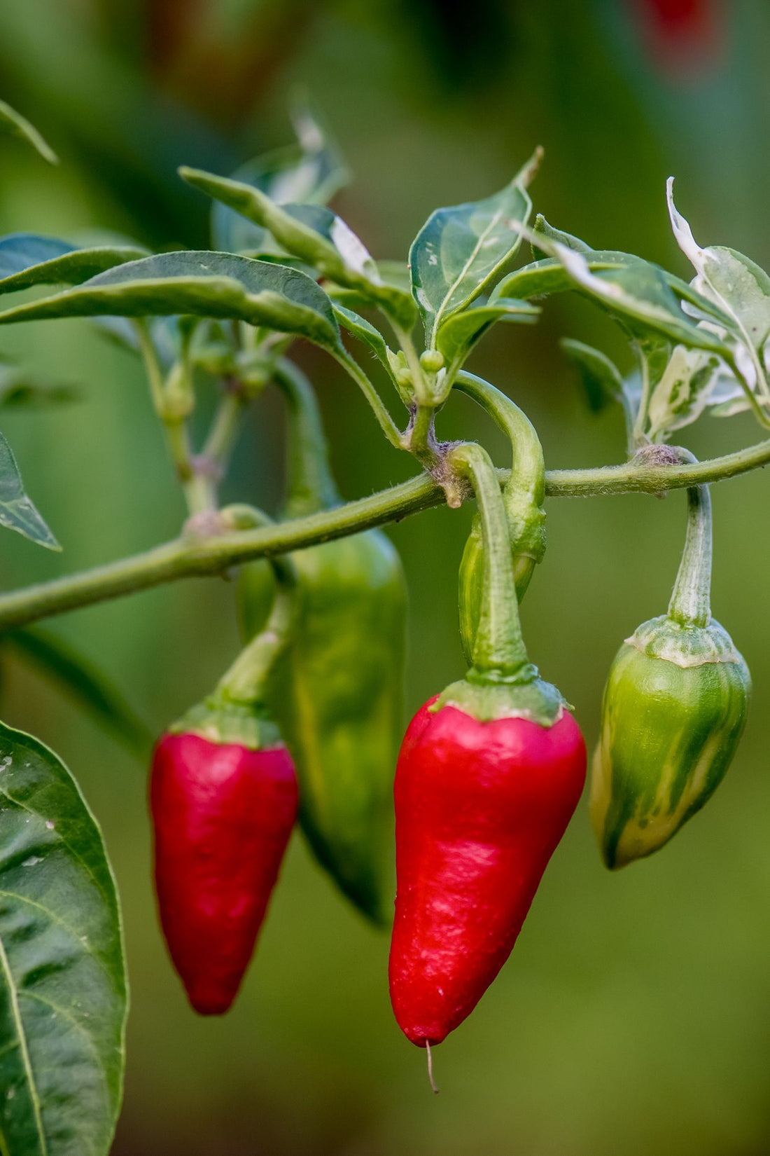 Pepper Seeds