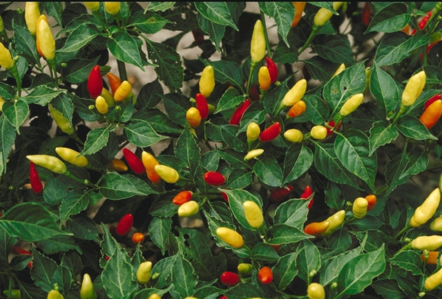 Capsicum frutescens chili pepper plant with green leaves and colorful ripening peppers growing in a sunny home vegetable garden.