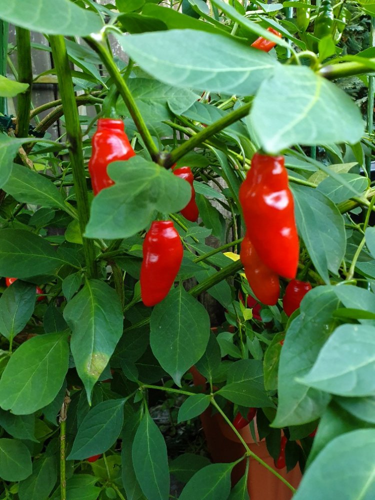 Rocoto Aji Largo Pepper Vegetable Seeds for Planting – Heirloom Non-GMO Garden Seeds