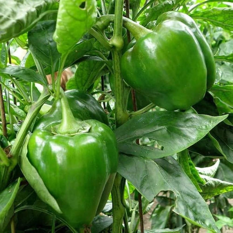 Capsicum Pepper Vegetable Seeds for Planting – Heirloom Non-GMO Garden Seeds