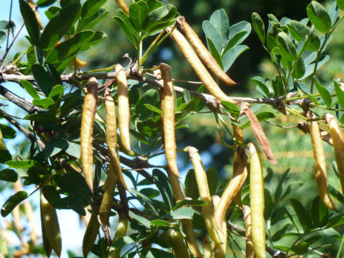Caragana Tree Seeds for Planting – Siberian Peashrub Seeds