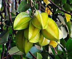 Star Fruit Seeds for Planting – Heirloom Non-GMO Garden Seeds