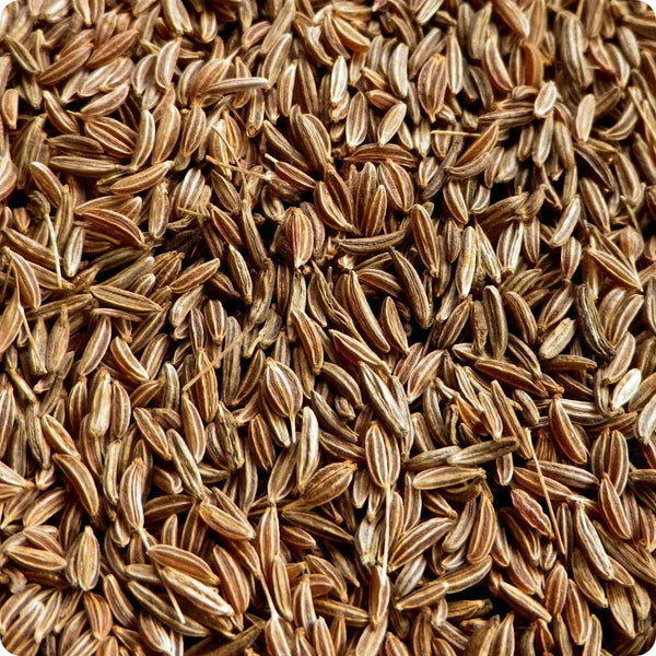 Arterner Caraway Herb Seeds for Planting – Heirloom Non-GMO Garden Seeds