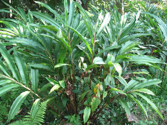 Cardamom Herb Seeds for Planting – Heirloom Non-GMO Garden Seeds