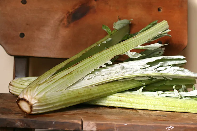 Italian cardoon vegetable plant with large silvery-green leaves growing in a sunny home vegetable garden.