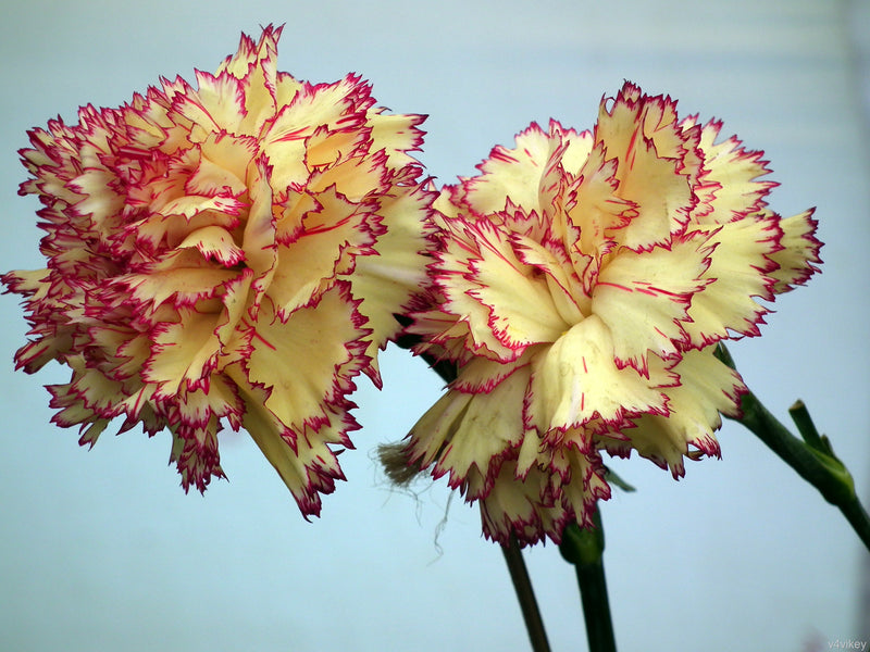 Yellow and Purple Carnation Flower Seeds for Planting – Heirloom Non-GMO Garden Seeds