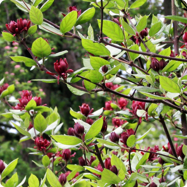 Carolina Allspice Shrub Seeds for Planting – Heirloom Non-GMO Garden Seeds