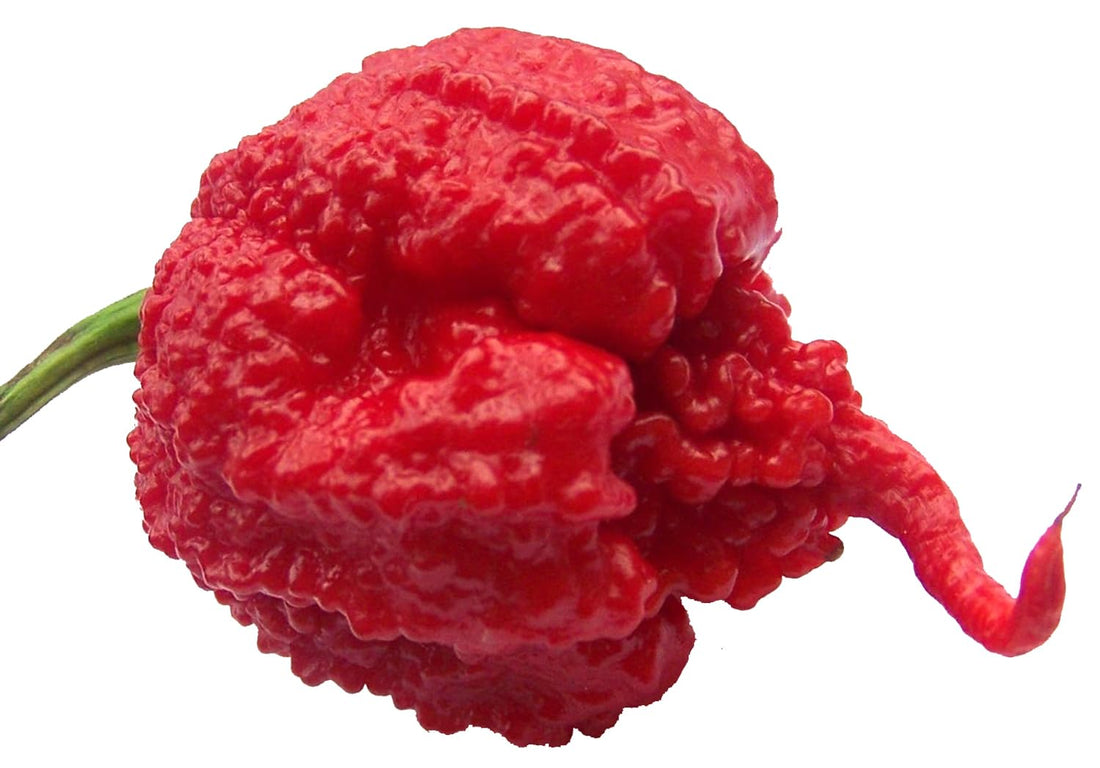 Carolina Reaper Pepper Seeds