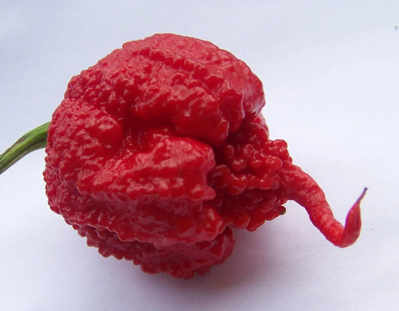 Carolina Reaper Pepper Seeds for Planting – Heirloom Non-GMO Garden Seeds
