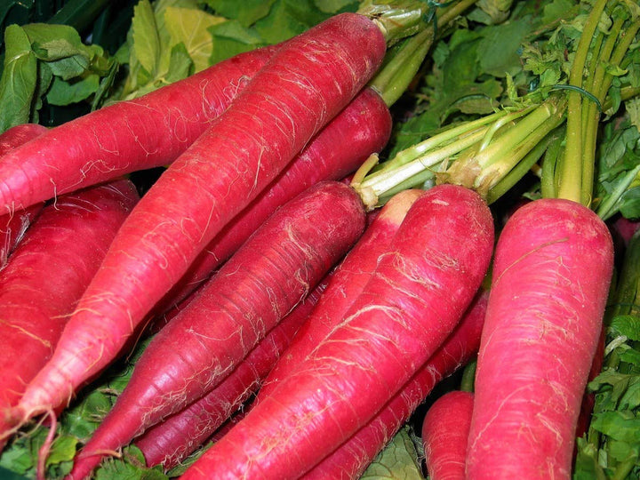 Carrot Seeds